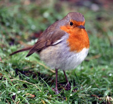 -Robin_Redbreast_at_Greenwich_Park,_London Keven Law from Los Angeles, USA
