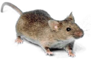 Mouse_white_background