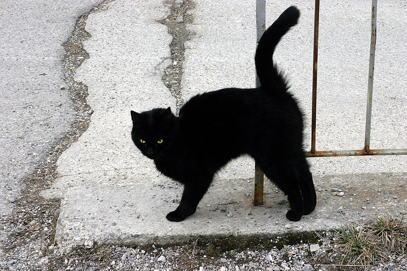 A_Black_Cat by Nino Barbieri wikimedia commons