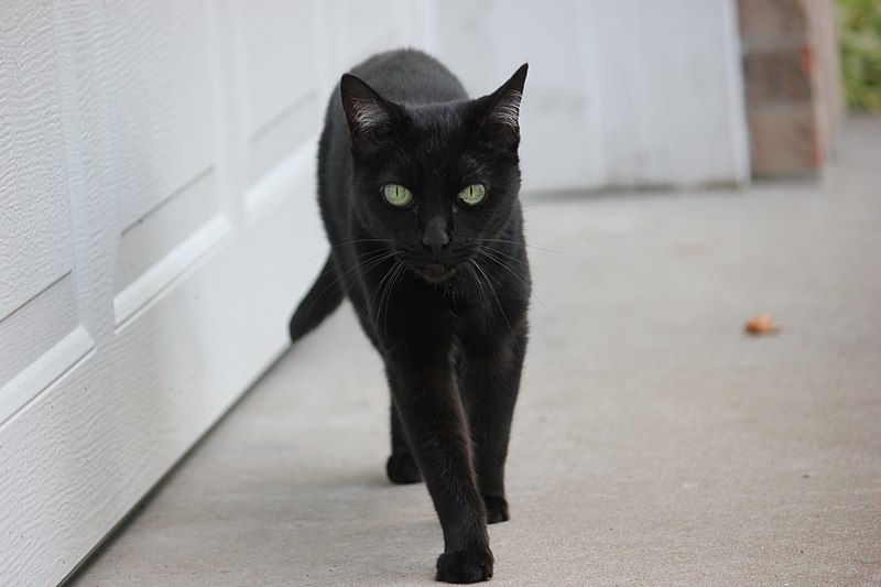 Black cat by Frostdragon wikimedia commons